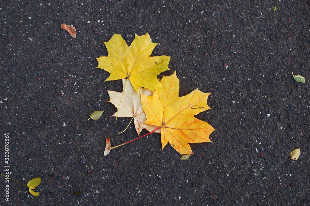 Yellowed leaves of trees on a background of asphalt closeup. Yellowed leaves of trees on a background of asphalt closeup.