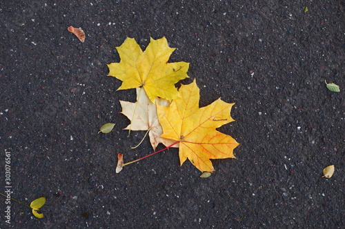 Yellowed leaves of trees on a background of asphalt closeup.