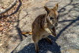 a cute looking wallaby trustfully eats food from one hand