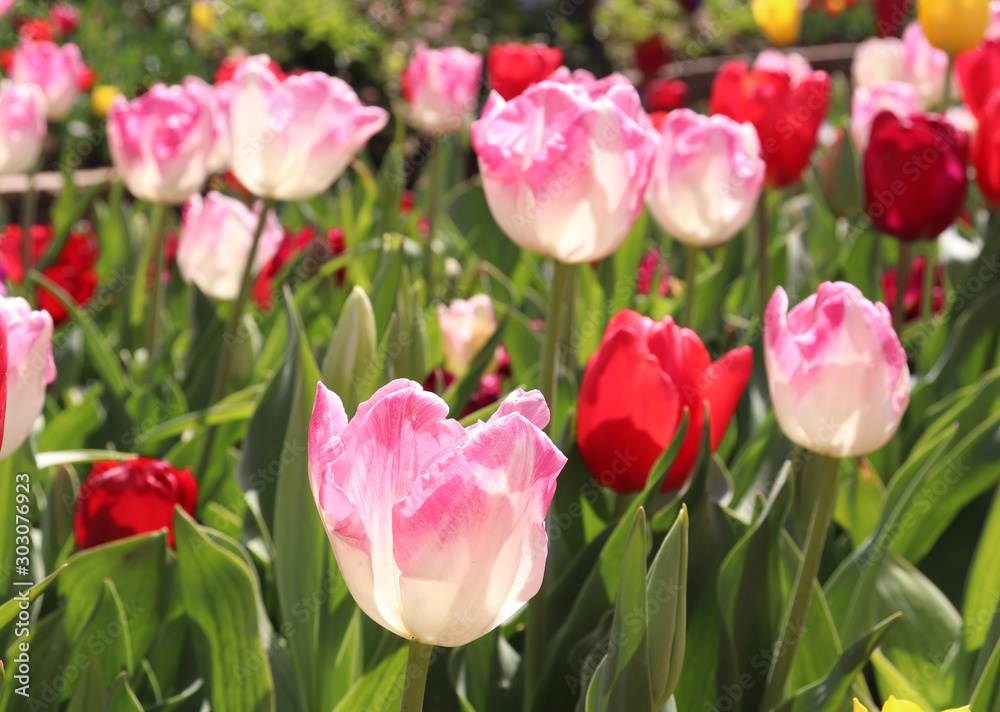 garden white and red tulip nature flowers photography