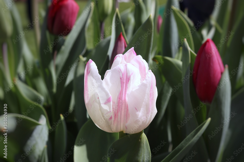 Naklejka premium Pink and White tulip plant natural flower plant garden photography