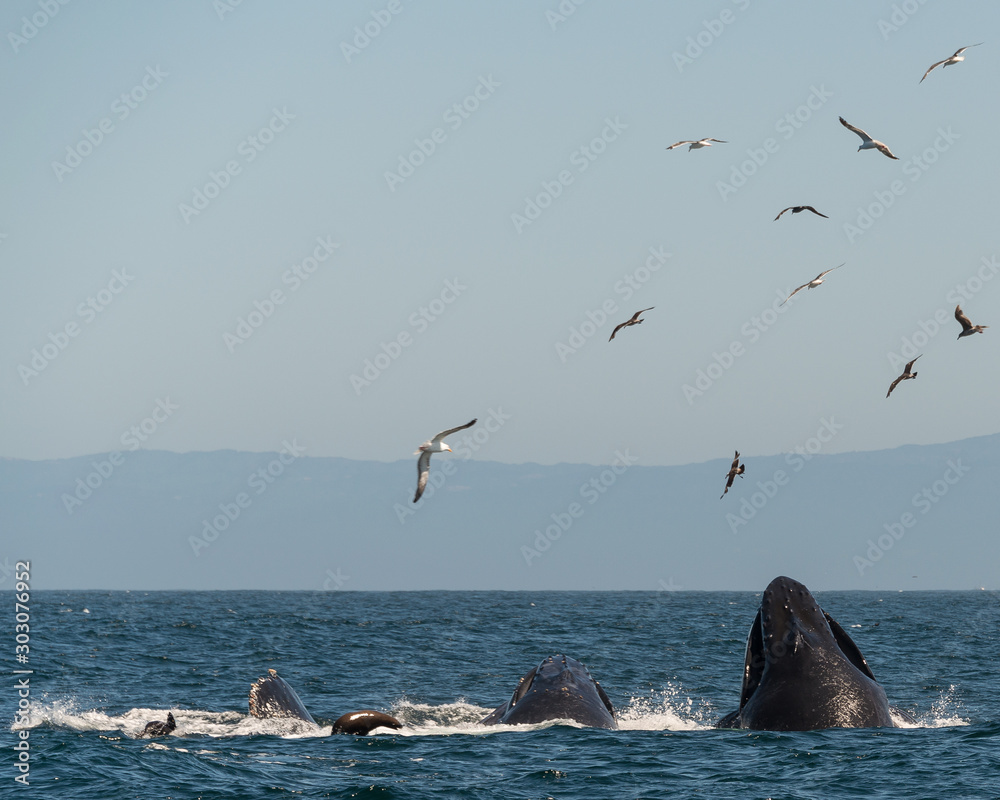 Fototapeta premium Buckelwal