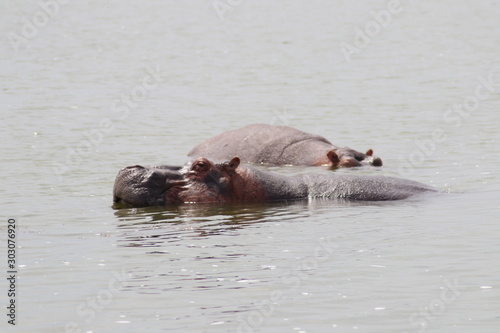 Hippos in the Lake Edward in Uganda