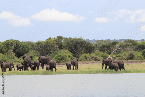 Elephants at the Lake Edward in Uganda © Astrid