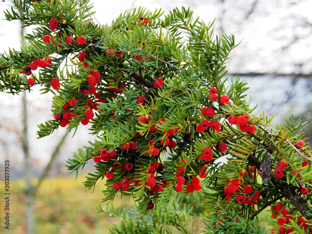 yew berry. Branches with green spruce needles and bright red berries