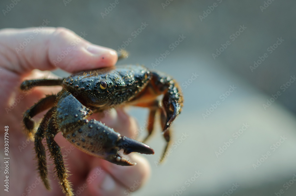 live freshly caught crab in the hand