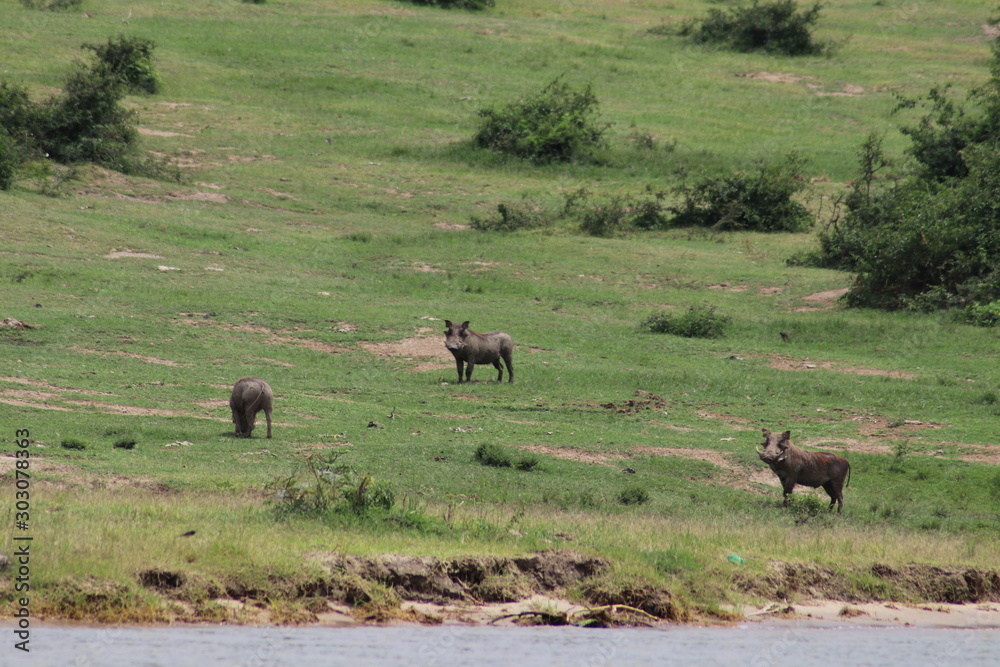 Warthogs at the Lake Edward in Uganda