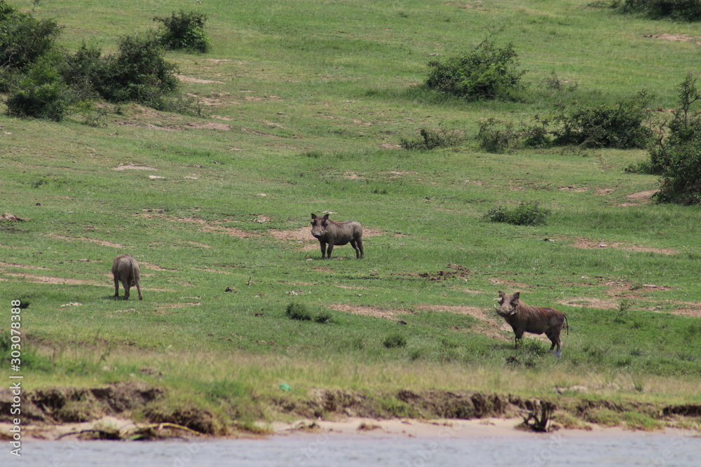 Warthogs at the Lake Edward in Uganda Warthogs at the Lake Edward in Uganda