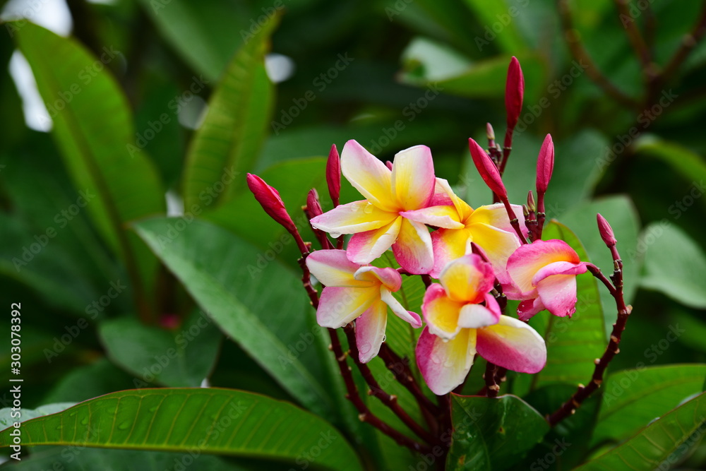 Plumeria flower blooming.Beautiful flowers in the garden Blooming in the summer.Landscaped Formal Garden.	