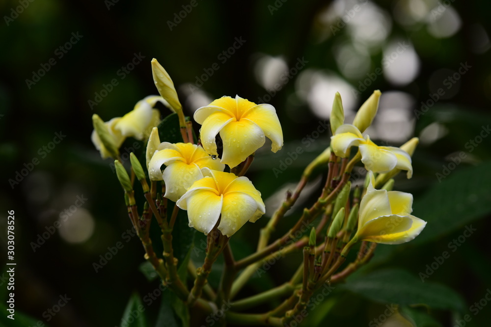 Obraz premium Plumeria flower blooming.Beautiful flowers in the garden Blooming in the summer.Landscaped Formal Garden. 
