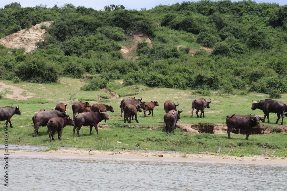 Buffallos at the Lake Edward in Uganda