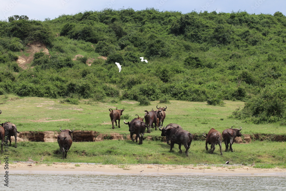 Buffallos at the Lake Edward in Uganda Buffallos at the Lake Edward in Uganda