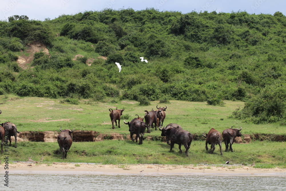 Buffallos at the Lake Edward in Uganda