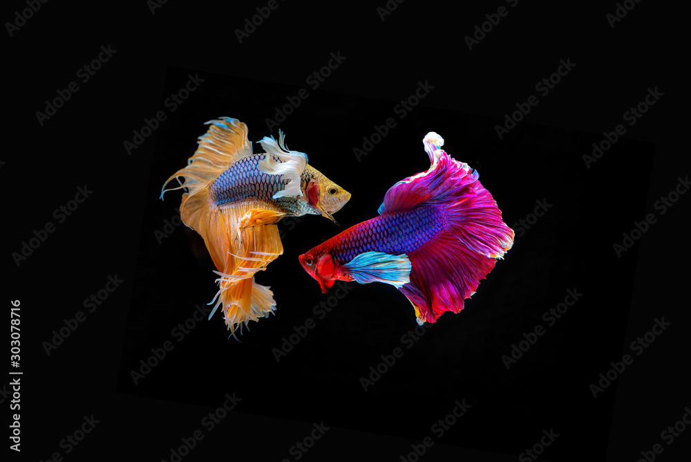 Obraz premium Halfmoon fighting fish are beautiful betta fish with a half-circle shaped tail. When male meet each other, they will inflate the gums for fighting together. Isolated on black background.