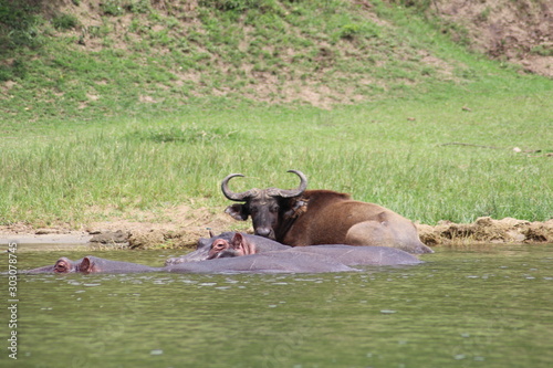 Buffallos at the Lake Edward in Uganda photo