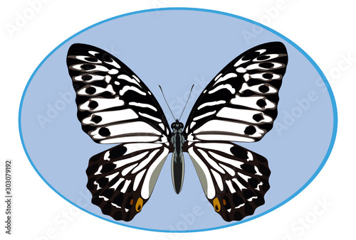 The image of a butterfly for printing on textiles and other purposes.