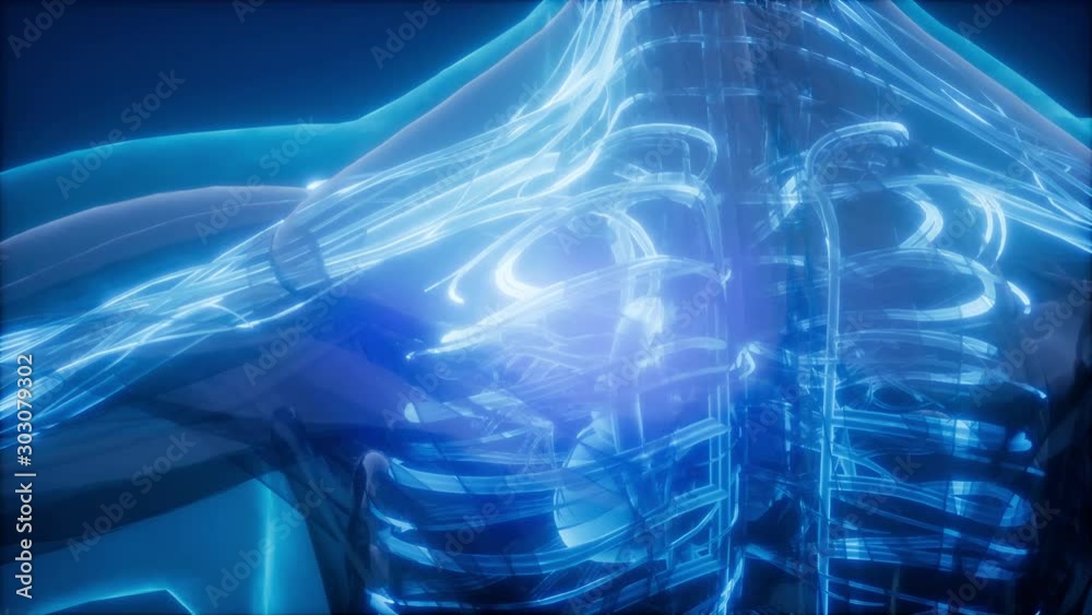 science anatomy scan of human blood vessels