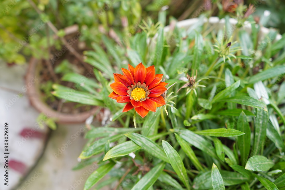 Flower Flower