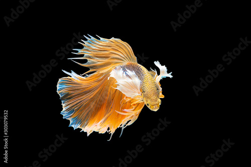 Halfmoon fighting fish is a beautiful betta fish with a half-circle shaped tail. There are many beautiful colors that are , blue, orange and white. Isolated on black background. © Jack