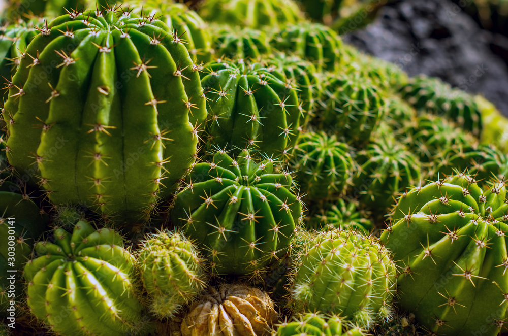 Obraz premium サボテン cactus