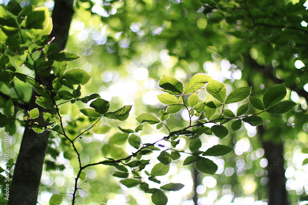 green leaves of tree in spring green leaves of tree in spring