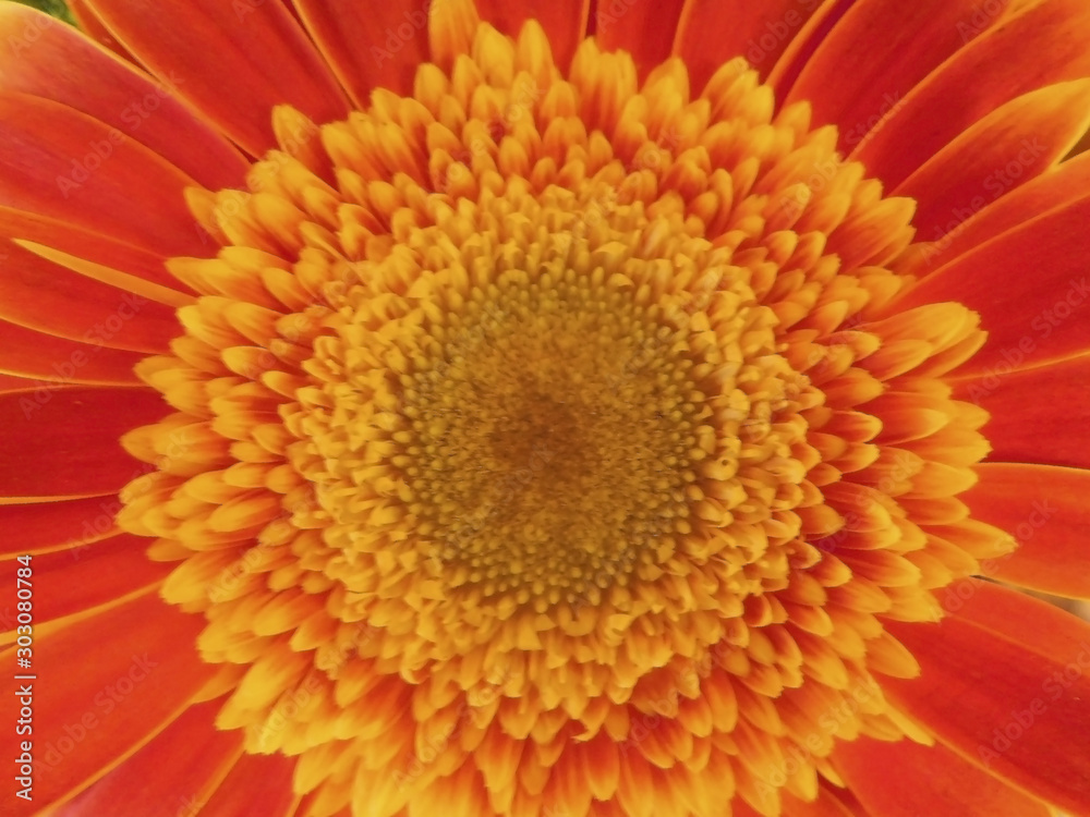 closeup of a flower closeup of a flower