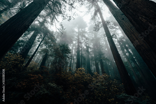 redwoods © Lichtbildidealisten