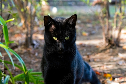 黒猫 black cat 