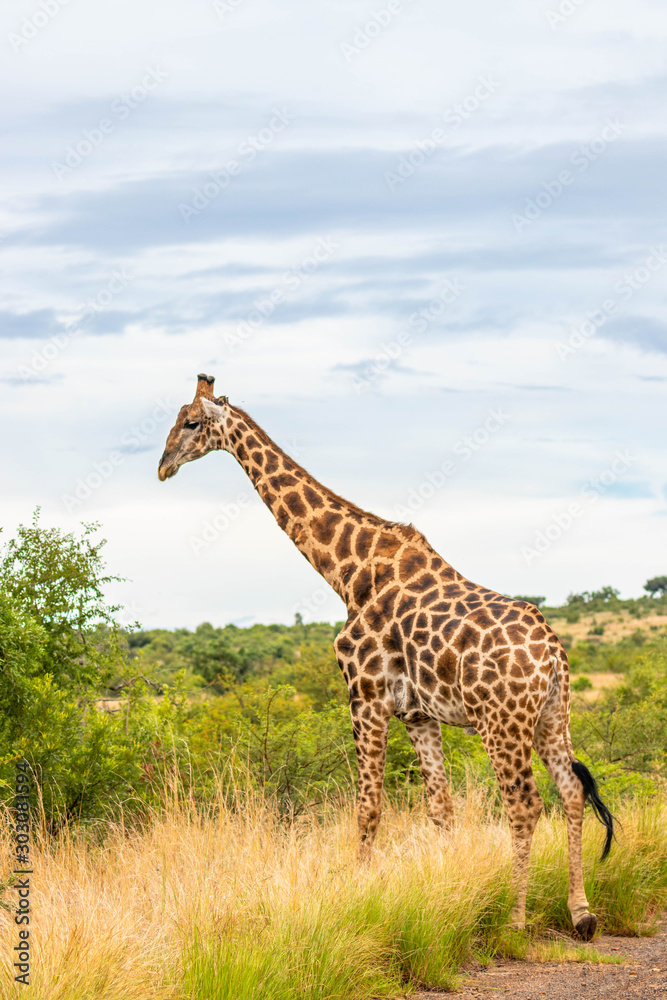 Giraffe ( Giraffa Camelopardalis) walking with neck in the blue sky, Pilanesberg National Park, South Africa. Giraffe ( Giraffa Camelopardalis) walking with neck in the blue sky, Pilanesberg National Park, South Africa.