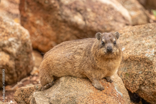 Rock hyrax ( klipdassie, dassie) on a rock looking at the camera, Pilanesberg National Park, South Africa.