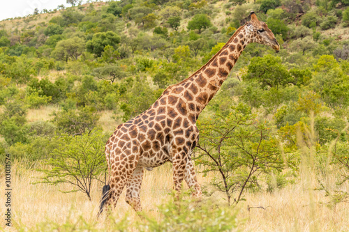 One giraffe walk through the savannah, Pilanesberg National Park, South Africa.