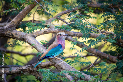 Close up of a lilac-breasted roller bird, perched on a branch and surrounded by vegetation