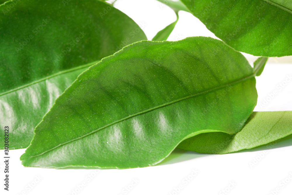 Fototapeta premium Mandarin fresh leaves white background nature macro wallpaper closeup