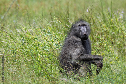 In south african savanna, a solitary female black baboon is sitting among tall green grass and staring back at the camera