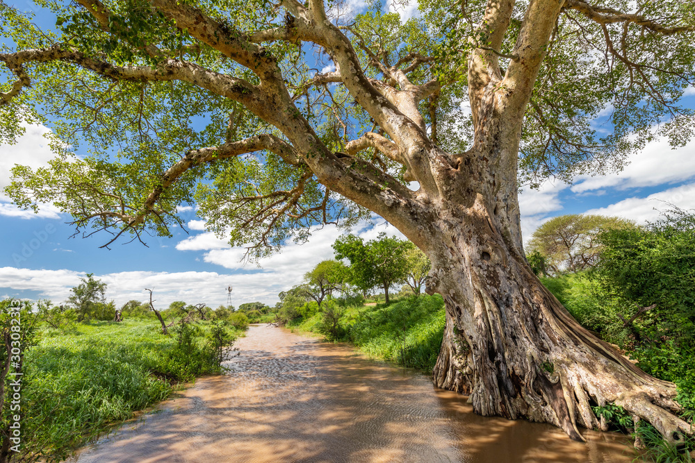 South african savanna, with a stream and a huge tree casting shadows in the foreground South african savanna, with a stream and a huge tree casting shadows in the foreground