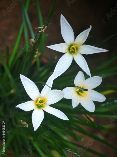 flower on green background photo