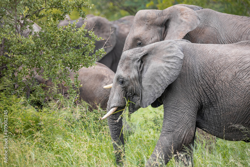 Close up of a parade of grey elephants grazing among green bushes