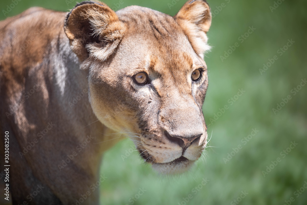 Close up portrait of a lioness looking sideways, against a green bokeh background Close up portrait of a lioness looking sideways, against a green bokeh background