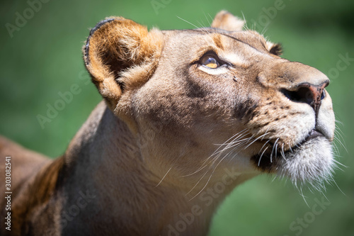 Wallpaper Mural Close up portrait of a lioness looking up into the sun, against a green bokeh background Torontodigital.ca