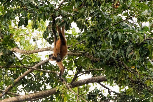spider monkey in Costa Rica