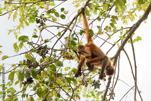 spider monkey and baby in Costa Rica