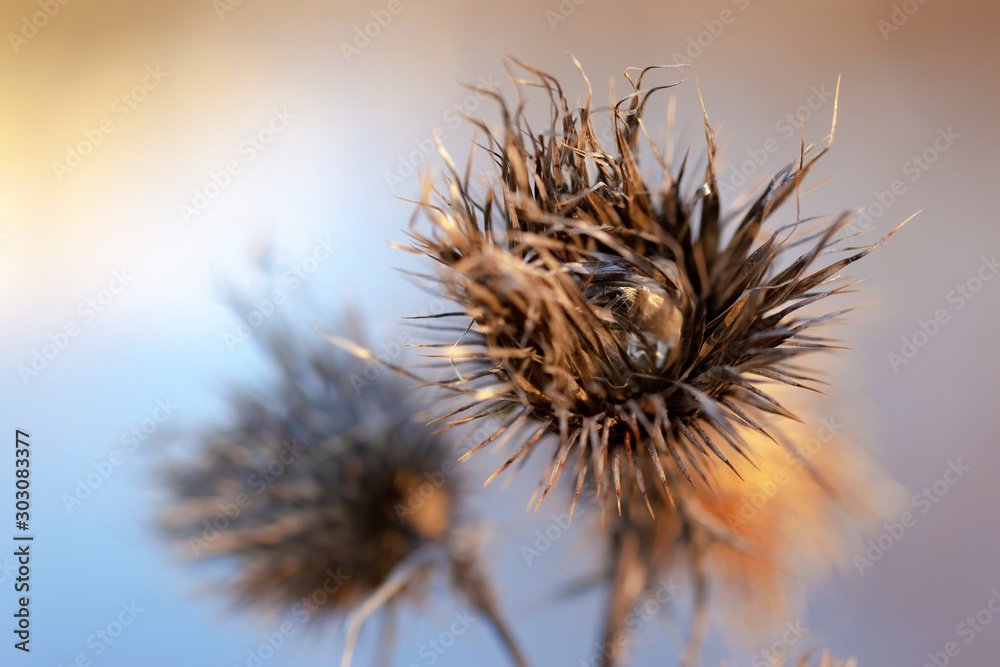 Thistle plant Silybum marianum. Fluffy flower of dry thorny plants. Autumn natural blurred background, selective focus. Close-up