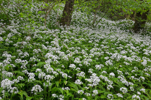 Forest with ramsons in bloom, Pazin, istra