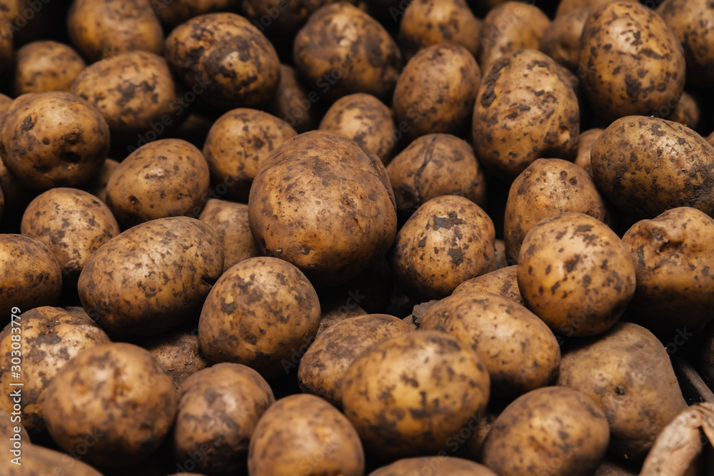 Freshly dug potatoes in earthen dust. Freshly dug potatoes in earthen dust.