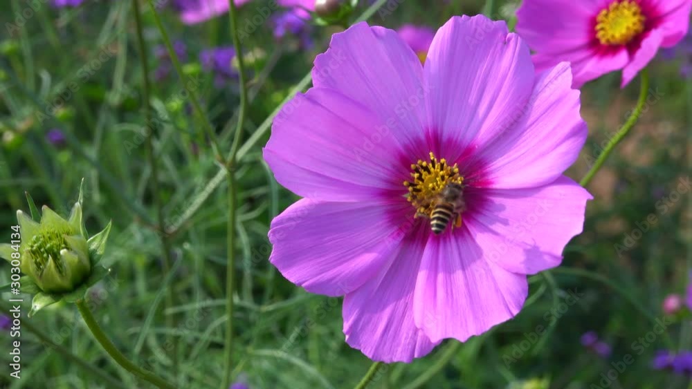 The bees find nectar from the flowers. The bees find nectar from the flowers.