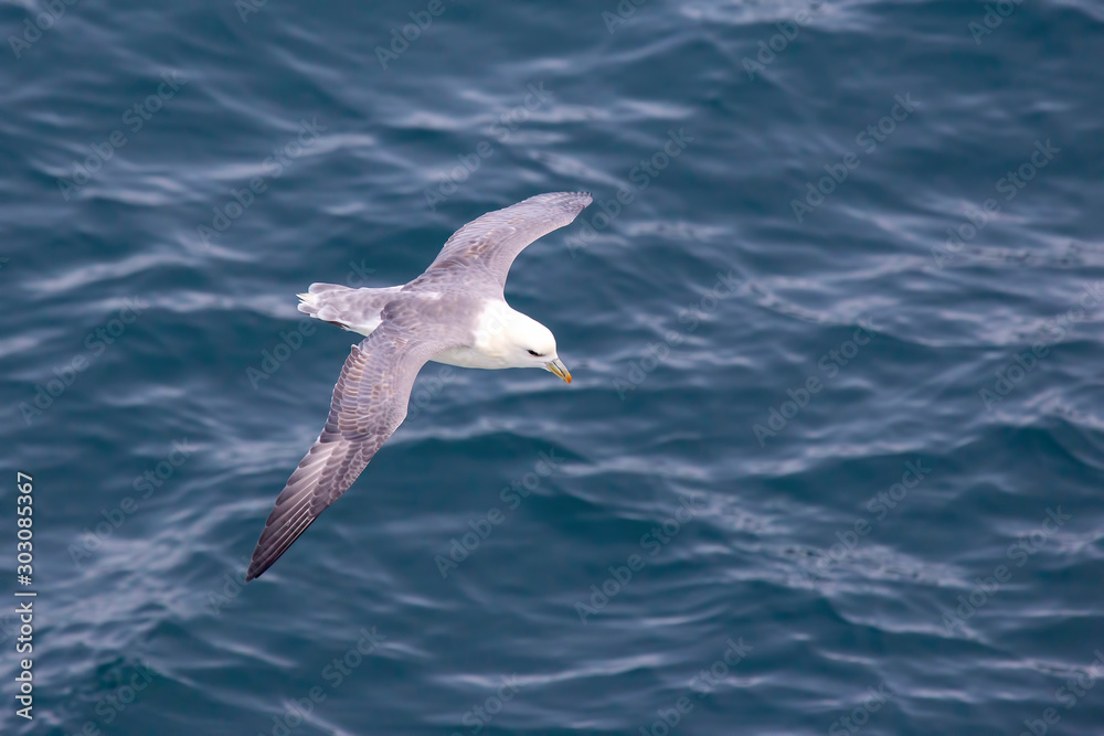Seagull flying over the surface of the ocean Seagull flying over the surface of the ocean