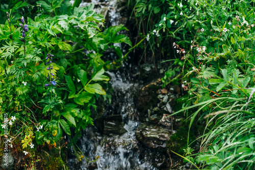 Scenic background with clear spring water stream among lush grasses. Mountain creek on rock with thick fresh greenery and many small flowers. Droplets on grass. Colorful backdrop of rich alpine flora.