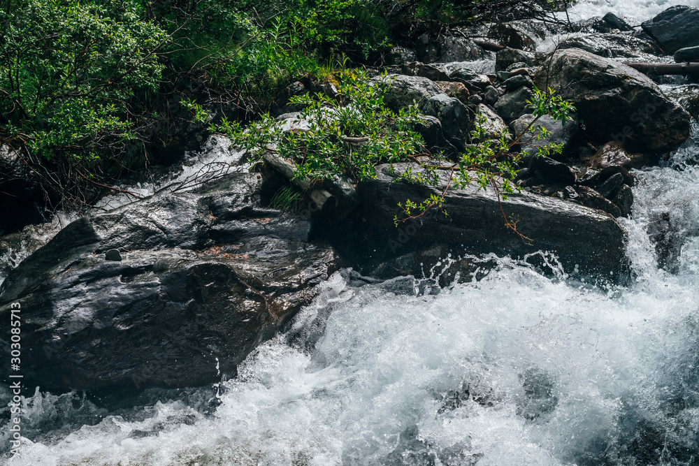 Obraz premium Beautiful atmospheric landscape with green tree branch above water riffle of mountain river. Rich flora near mountain creek with rapids. Fresh greenery near highland brook. Frozen motion of splashes.