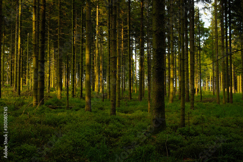 Forêt Belge © Ian