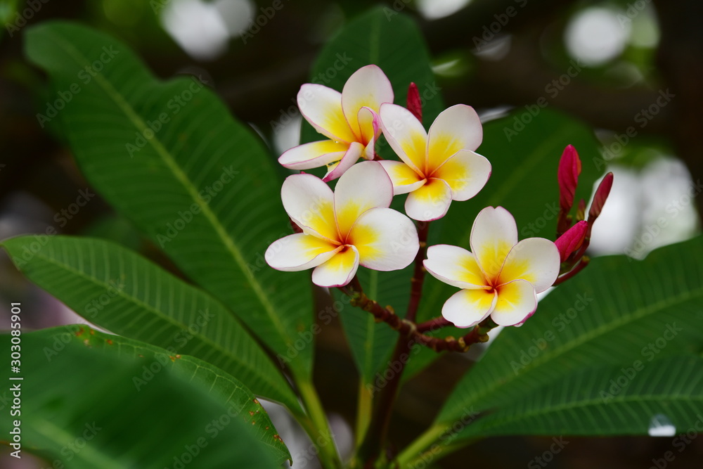 Fototapeta premium Colorful flowers in the garden.Plumeria flower blooming.Beautiful flowers in the garden Blooming in the summer 